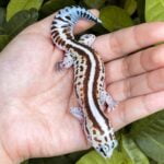 Exact Patternless African Fat Tailed Gecko