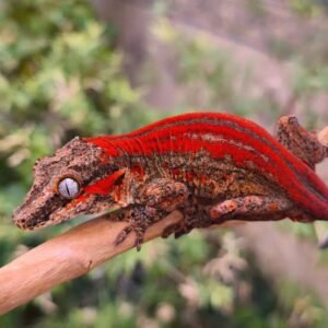 2 Shades of Red super stripe white base gargoyle gecko