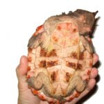 4 inches Mata Mata Turtle