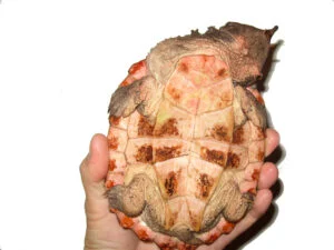 4 inches Mata Mata Turtle