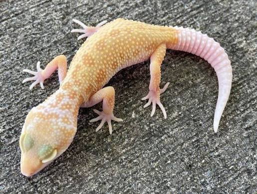 Albino Leucisitic Leopard gecko