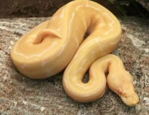 Albino Pinstripe Ball Python