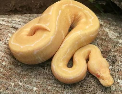 Albino Pinstripe Ball Python