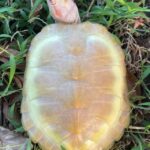 Albino Red Ear Slider (Trachemys scripta elegans) - 4-6" females