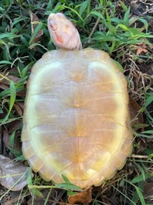 Albino Red Ear Slider (Trachemys scripta elegans) - 4-6" females
