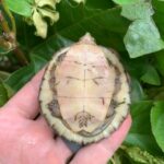 Four Eye Turtle (Sacalia quadriocellata beali)