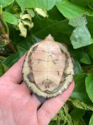 Four Eye Turtle (Sacalia quadriocellata beali)