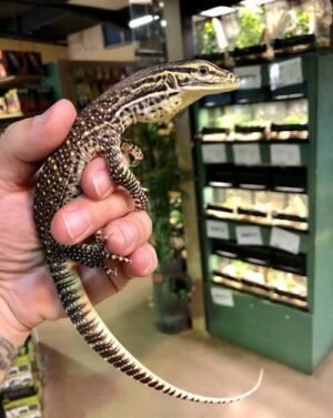 Baby Argus Monitors | Young Varanus panoptes