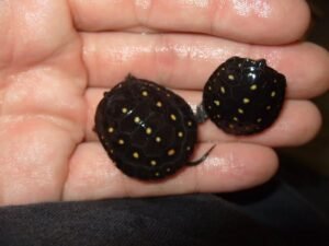 Spotted Turtle