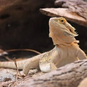 Bearded Dragon for Sale | Captive Bred Options