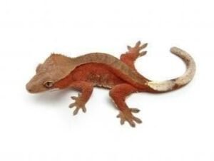 Bicolor Crested Gecko | Buy Online