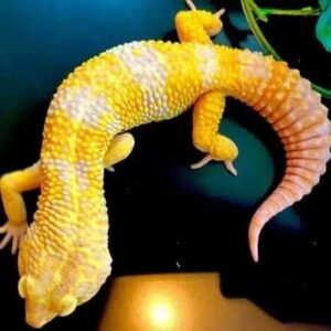 Bold Super Giant Leopard Gecko | Large Leopard Gecko Morph