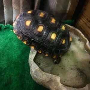 Cherry Head Tortoise FOR SALE