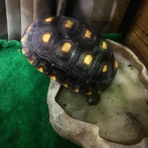 Cherry Head Tortoise FOR SALE