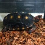 Red Foot tortoise for sale