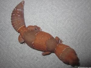 Caramel Albino African Fat Tail Gecko | Shop Online