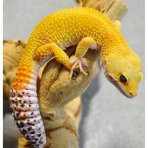 Carrot Tail Leopard Geckos | Vibrant Orange-Tailed Morph