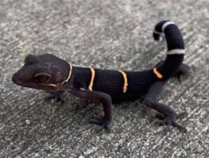 Chinese Cave Gecko for Sale | Captive Bred