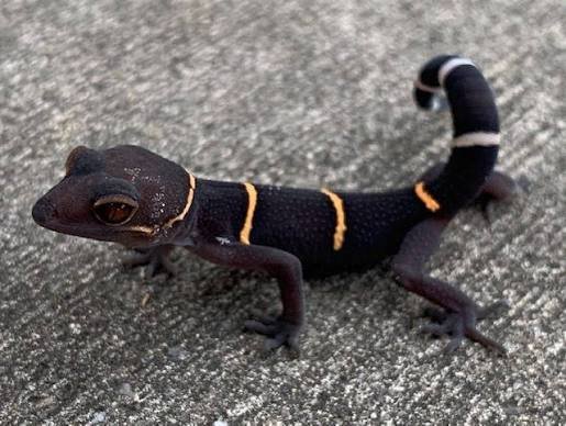Chinese Cave Gecko for Sale | Captive Bred