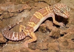 Chocolate Albino Leopard Gecko | Shop Online