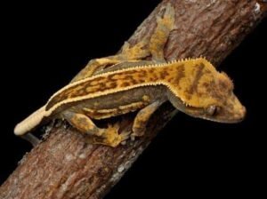 Chocolate Harlequin Crested Gecko | For Sale Online
