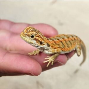 Citrus Bearded Dragon for Sale | Orange Morph