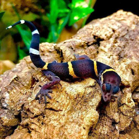 Citrus Chinese Cave Geckos for Sale | Captive Bred