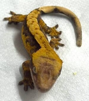 Creamsicle Crested Gecko | Shop Online