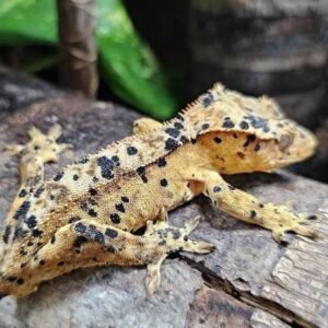 Dalmatian Crested Gecko | Buy Online