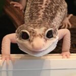 Eclipse Leopard gecko