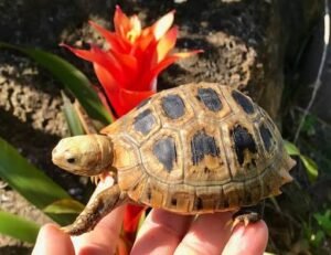 Elongated Tortoise | Yellow-Headed Tortoise