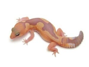 Exact Caramel Albino African Fat Tailed Gecko