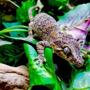 Exact Orange Blotch gargoyle gecko