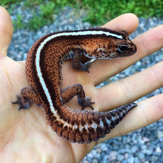 Exact Patternless African Fat Tailed Gecko | Where to Buy