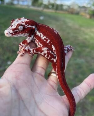 Exact Red Stripe Red Base Gargoyle Gecko for Sale | Online