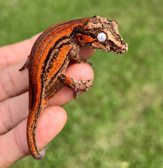 Exact Red Super Stripe Gargoyle Gecko | Where to Buy
