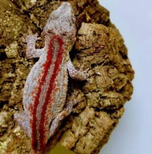 Exact Red Super Stripe Gargoyle Gecko | Shop Online