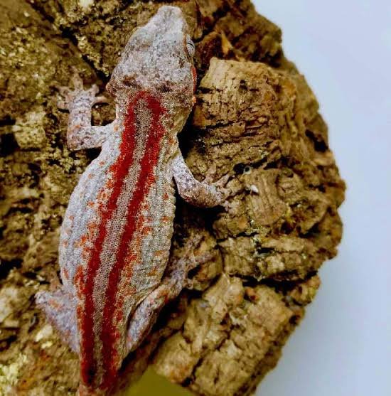 Exact Red Super Stripe Gargoyle Gecko | Shop Online
