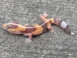 Exact Striped Caramel Albino African Fat Tailed Gecko