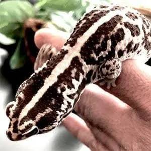 Buy Exact Striped White-Out African Fat Tailed Gecko