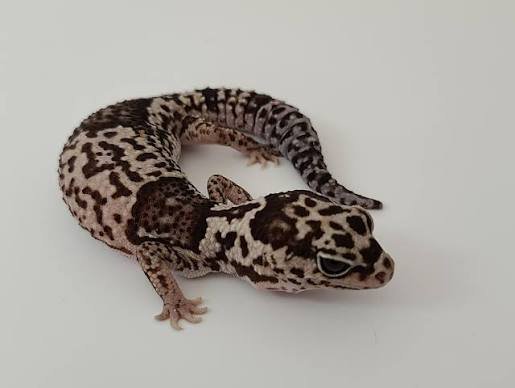 Exact White-Out African Fat Tailed Gecko