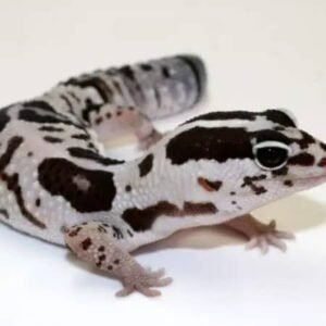 Exact Zero African Fat Tailed Gecko | Where to Buy