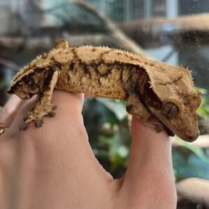 Extreme Harlequin Crested Gecko