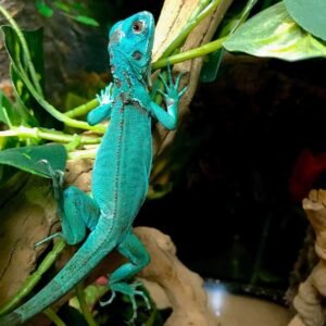 Female Miami Blue Iguana