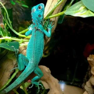 Female Miami Blue Iguana