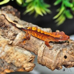 Flame Crested Gecko | Where to Buy Online