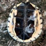 Golden Coin Turtle (Cuora trifasciata)