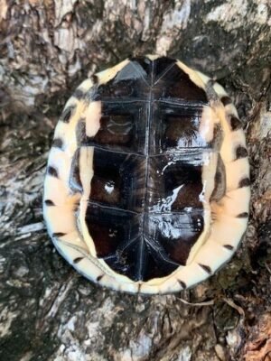Golden Coin Turtle (Cuora trifasciata)