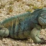 Grand Cayman Blue Iguana