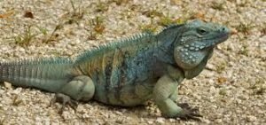 Grand Cayman Blue Iguana